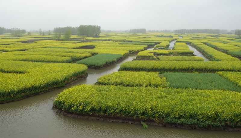 2014芳恩家居興化賞油菜花